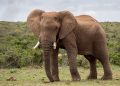 Kenya makes a Case to IMO on Combating Wildlife Trafficking
