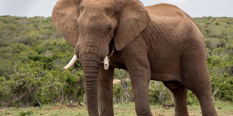 Kenya makes a Case to IMO on Combating Wildlife Trafficking