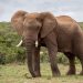 Kenya makes a Case to IMO on Combating Wildlife Trafficking